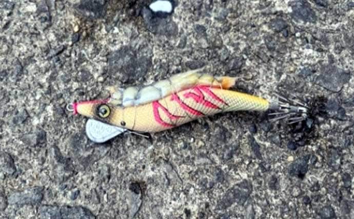 「初のアオリイカ釣るまで10ヶ月！」エギングで釣果を上げるには強い精神力が必要？