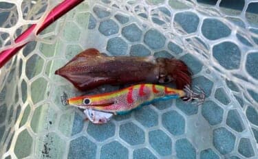 「初のアオリイカ釣るまで10ヶ月!」エギングで釣果を上げるには強い精神力が必要?