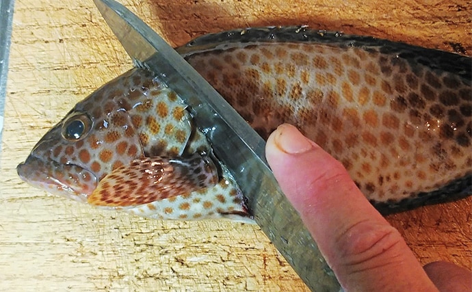 釣魚で作る「漁師めし」レシピ：オオモンハタのからしじょう油　ご飯と相性抜群