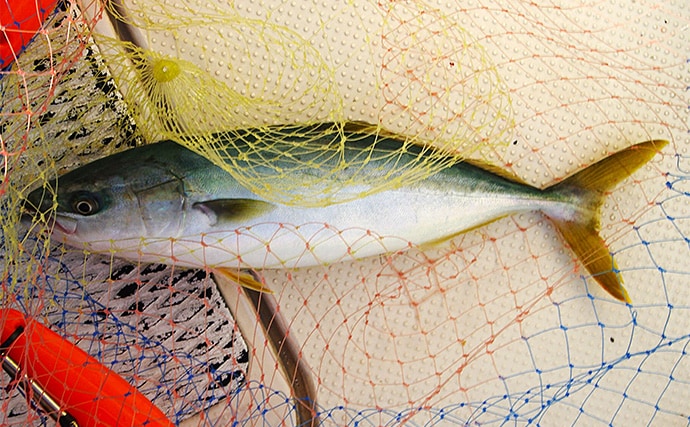 明石沖ボートジギング釣行で50cm級ハマチ2匹　強いベイト反応出ればチャンス！