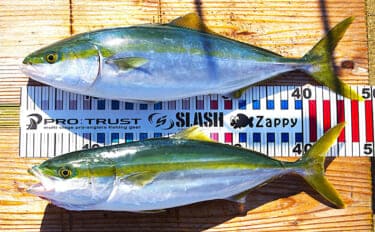 明石沖ボートジギング釣行で50cm級ハマチ2匹　強いベイト反応出ればチャンス！