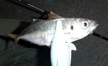 これから始めるアジング講座:失敗しないタックル・ライン・操作の基礎をやさしく解説