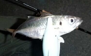 これから始めるアジング講座:失敗しないタックル・ライン・操作の基礎をやさしく解説