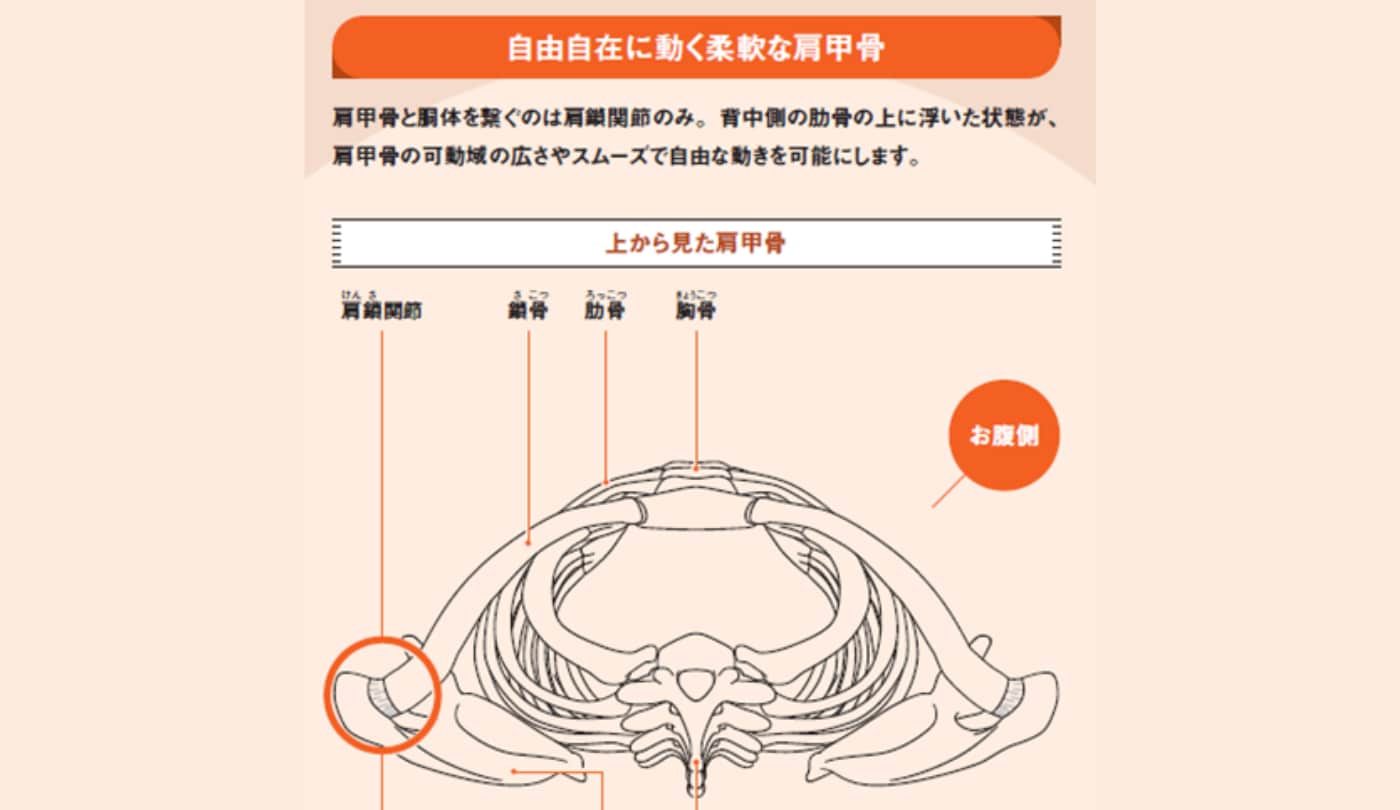 肩甲骨は自由自在に動く