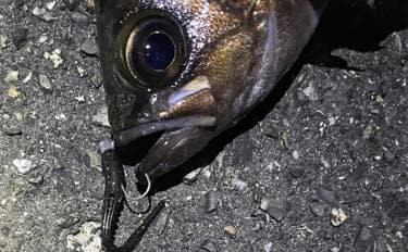 ライトゲームにおける潮止まり打開策　リグの小型＆軽量化が決め手か