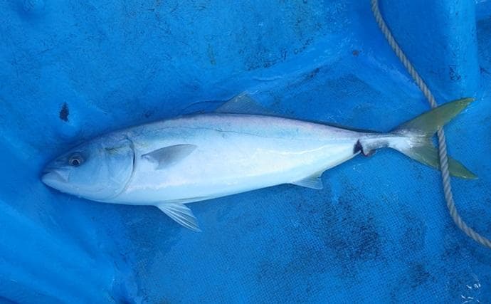 部分解禁の鹿島沖ヒラメ釣りでトップ7匹！【大春丸】ゲストにマハタとイナダ