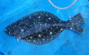 部分解禁の鹿島沖ヒラメ釣りでトップ7匹！【大春丸】ゲストにマハタとイナダ