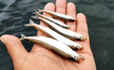 「絶景と釣果を両取り!」精進湖ワカサギ釣りガイド【山梨】富士山を望む静寂の人気レイク