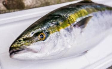 養殖技術の救世主！　大分県の「かぼすブリ」が克服した養殖魚の弱点とは？