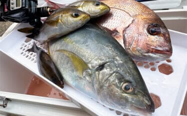 船シマアジ釣りにおけるリールの選び方 利き手で巻く手巻きリールがオススメなワケとは?