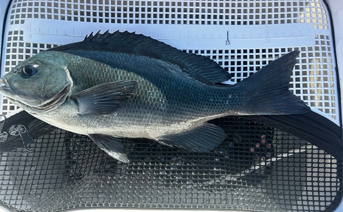 沖磯ウキフカセ釣りで口太グレ38cmをキャッチ【和歌山・潮場の長島】うねりをかわして攻略