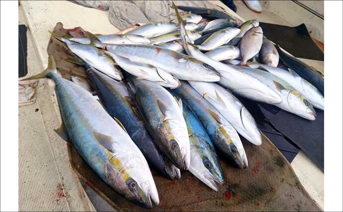 【沖釣り釣果速報】ヒラマサ8尾がズラリ！鷹島沖の落とし込み釣りで良型が揃い踏み（長崎・佐賀）