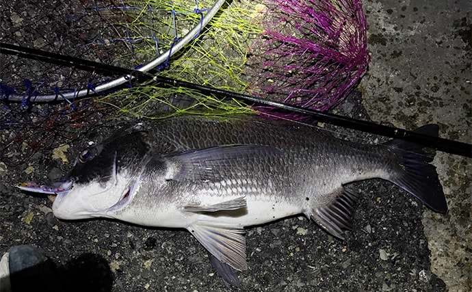 泉大津でのメバリングで本命不発も47cm頭にチヌ6尾と連発【大阪】