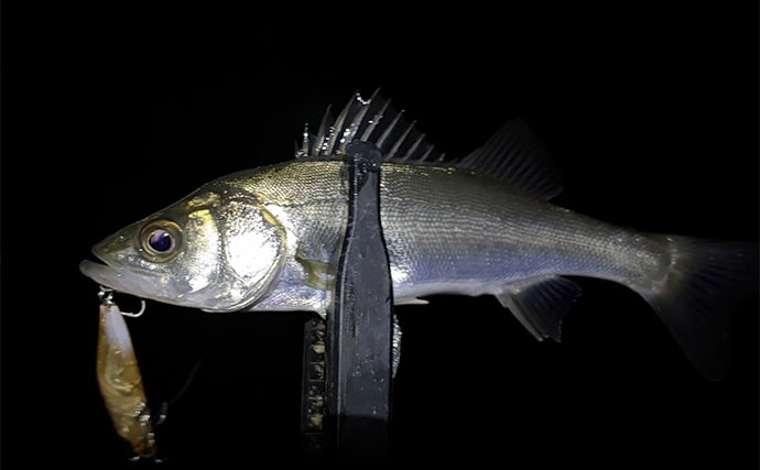 泉大津でのメバリングで本命不発も47cm頭にチヌ6尾と連発【大阪】