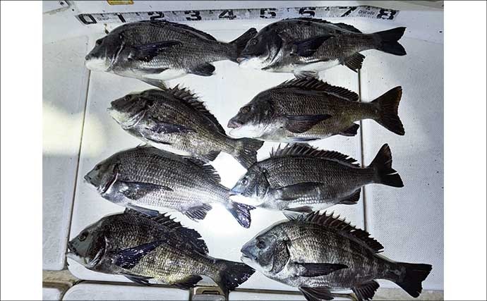 70cm級大型マダイが連発！乗っ込み本格化でタイラバ絶好調【ルアー釣果速報・愛知】