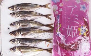 館山港のサビキ釣りで本命アジと対面成功！ 常温保存タイプのコマセで手中