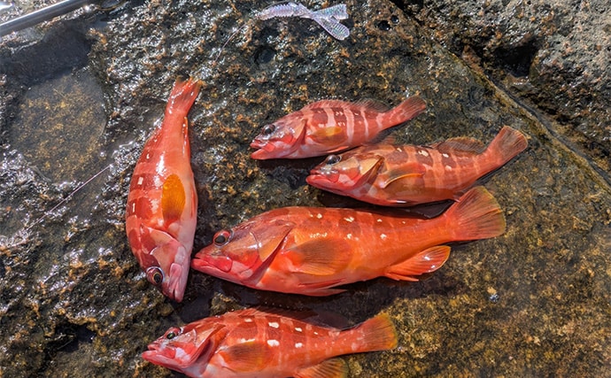 ラン＆ガンルアーゲームで6魚種＆良型ガシラ27cmを手中【三重】根魚30匹超えの充実釣果に