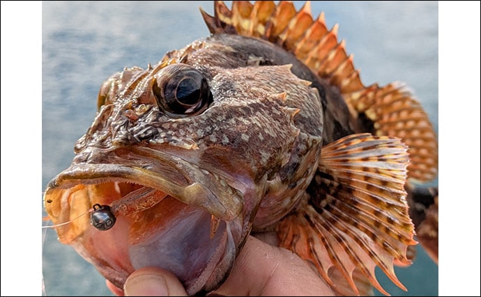 ラン＆ガンルアーゲームで6魚種＆良型ガシラ27cmを手中【三重】根魚30匹超えの充実釣果に