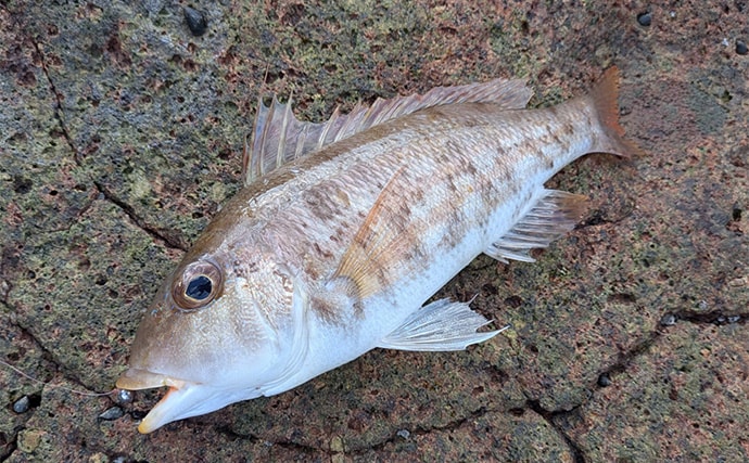 ラン＆ガンルアーゲームで6魚種＆良型ガシラ27cmを手中【三重】根魚30匹超えの充実釣果に