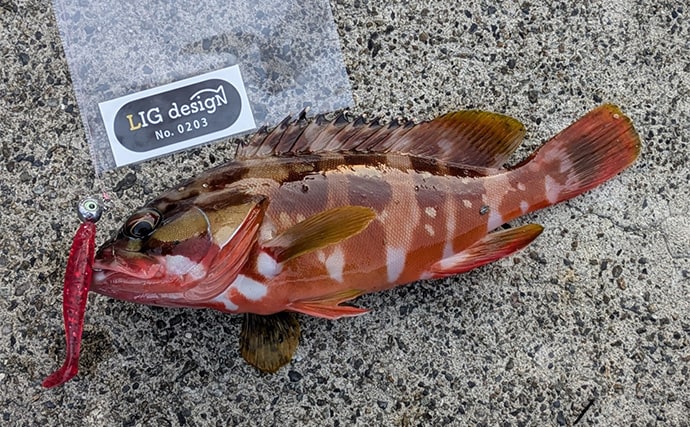 ラン＆ガンルアーゲームで6魚種＆良型ガシラ27cmを手中【三重】根魚30匹超えの充実釣果に