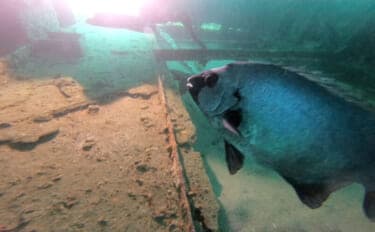 イシダイが<磯の王様>と呼ばれるワケ 最大の特徴は成長による体色の変化&強靭な歯と顎