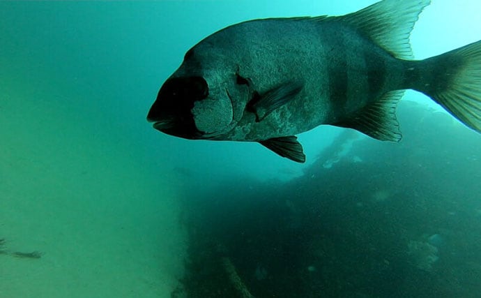 イシダイが＜磯の王様＞と呼ばれるワケ　最大の特徴は成長による体色の変化＆強靭な歯と顎