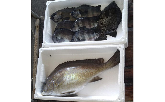 イシダイが＜磯の王様＞と呼ばれるワケ　最大の特徴は成長による体色の変化＆強靭な歯と顎