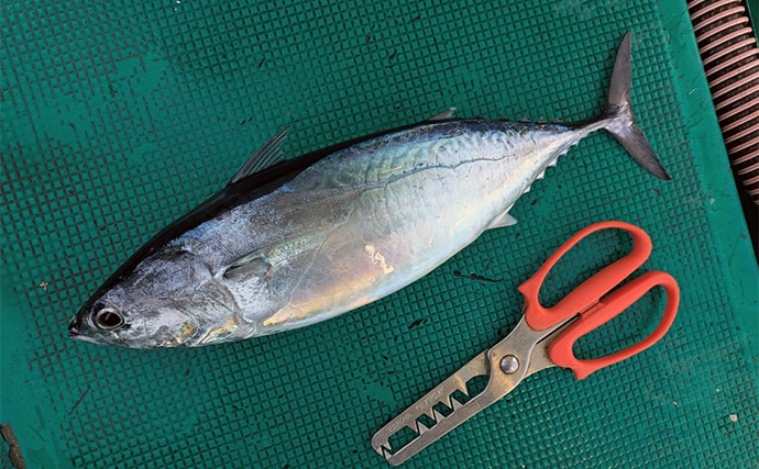 「船上が戦場さながらに？」初めてのシマアジ釣りで本命キャッチに成功【和歌山・黒龍丸】