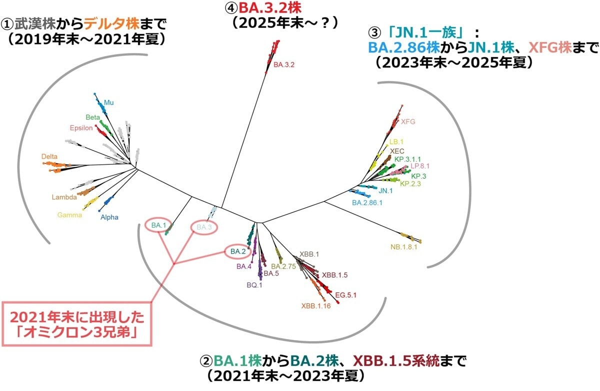 これまでの主要な新型コロナウイルス変異株の系統樹。2021年末のオミクロン株の出現、そして2023年末のJN.1株の出現と、これまでに少なくとも2度の「メジャーアップデート」がある。BA.3.2株の出現が、3度目の「メジャーアップデート」になるのだろうか? ちなみに、図中左の「①武漢株からデルタ株まで」以外のすべての株が「オミクロン株」である。