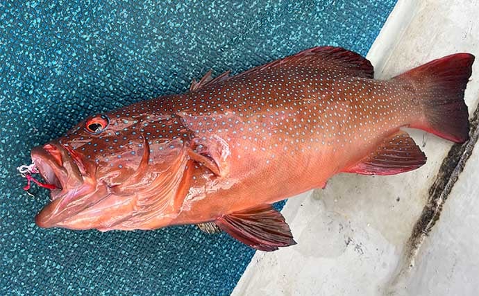 「200円以下で誰でも作れるルアー仕掛け」高級根魚が入れ食い!【沖縄・伊是名島】