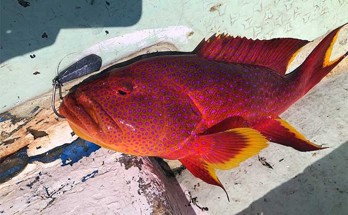 「200円以下で誰でも作れるルアー仕掛け」高級根魚が入れ食い!【沖縄・伊是名島】