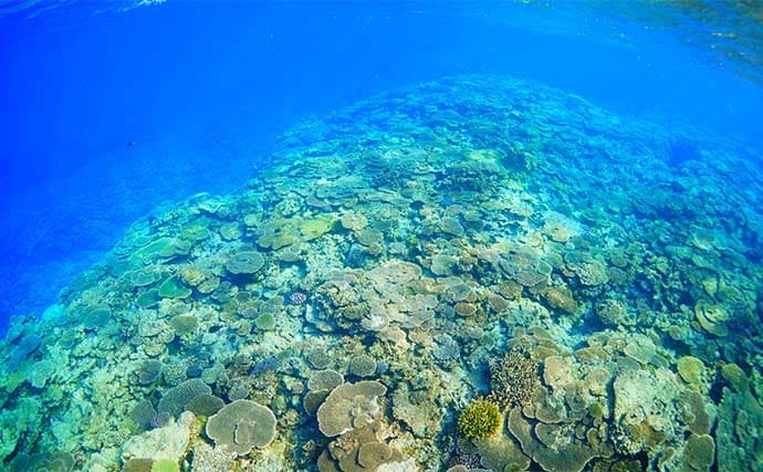 「200円以下で誰でも作れるルアー仕掛け」高級根魚が入れ食い!【沖縄・伊是名島】