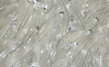 「シラス」と「ちりめんじゃこ」は何が違う? それぞれの味わいと活用方法を紹介