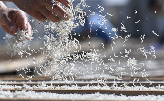 「シラス」と「ちりめんじゃこ」は何が違う？　それぞれの味わいと活用方法を紹介