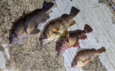 夜のメバリングで20cm級メバルヒット【兵庫】潮の緩みとクリアカラーが決め手