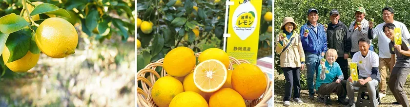 波乗りレモンと生産者の皆さん