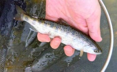 「腕試しや技術の向上に最適！」 渓流釣りイチオシ河川：那珂川