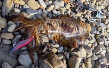 ゴロタ浜エギングで待望のアオリイカをキャッチ!【熊本】投げては移動を繰り返す