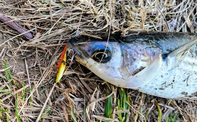 「真冬の低水温期こそボトムを狙うべし！」 リバーシーバスゲームで50cm級をキャッチ