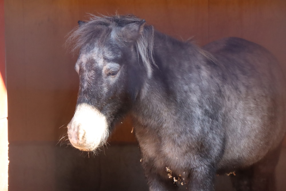 ヴィクトリーグ