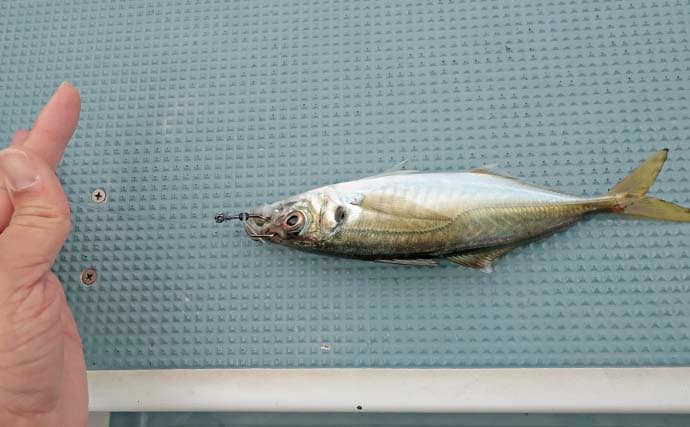 相模湾の沖五目釣りでアジ11～39尾に2.4kgマダイ手中【洋征丸】カンパチ・マハタ・クロムツも登場