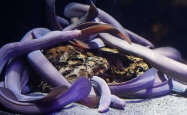 ヌタウナギの【厄介なヌメヌメ】が新たな産業を生む？　100%自然に還る新素材が開発される