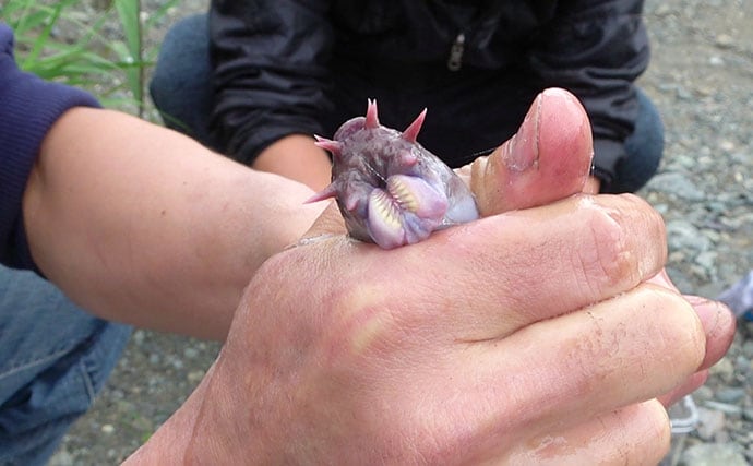 ヌタウナギの【厄介なヌメヌメ】が新たな産業を生む？　100%自然に還る新素材が開発される