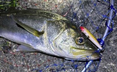 バチ抜けシーズン中の「バチが抜けない日」の釣り方 マイクロベイトパターンと考えよう