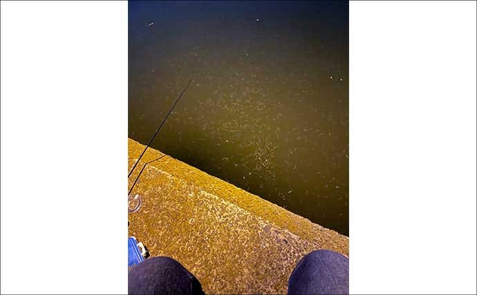 バチ抜けシーズン中の「バチが抜けない日」の釣り方　マイクロベイトパターンと考えよう