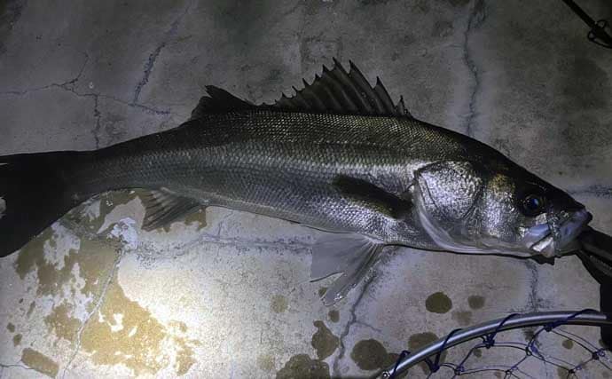 バチ抜けシーズン中の「バチが抜けない日」の釣り方　マイクロベイトパターンと考えよう