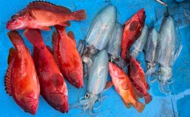 真冬のボート釣りでアオリイカとアカハタを好捕【大分】 刺身＆唐揚げに舌鼓！