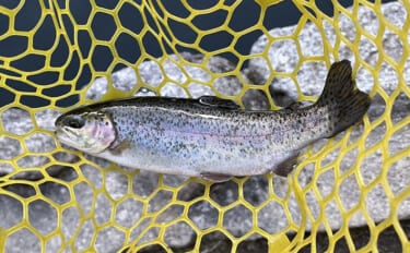 雪代の影響で低活性の魚はレンジが超シビア? 『千早川マス釣り場』で22匹と苦戦