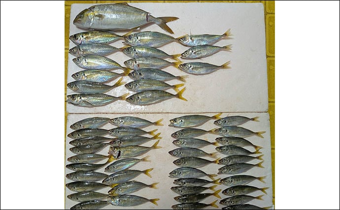安乗釣センターのカカリ釣りでマアジ連発!【三重】泳がせ釣りでは40cmシオがヒット