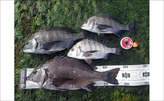 雪中のフカセ釣りで47cm頭にクロダイ4尾手中【千葉・南ケイセン】サラシをかわす沖目攻略で連発